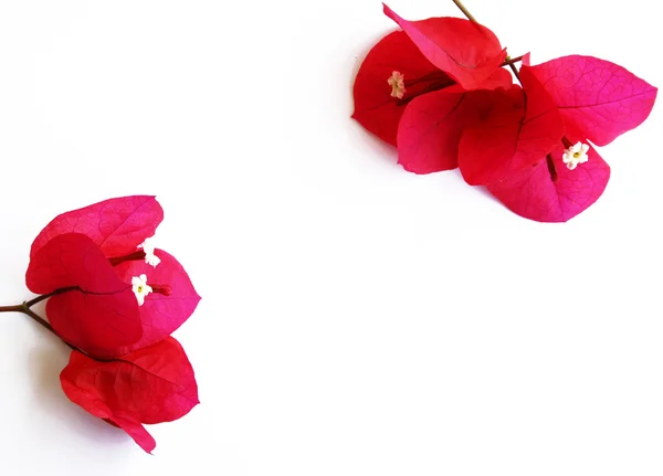Μάτσο κόκκινα λουλούδια που απομονώνονται σε λευκό — Φωτογραφία Αρχείου