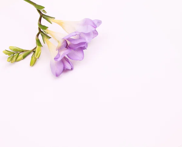 ライラック色の花の束 — ストック写真
