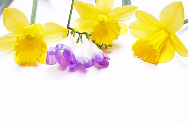 Yellow daffodils and lilac flower on white background — Stock Photo, Image