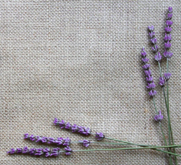 Лавандовые цветы на фоне мешковины — стоковое фото