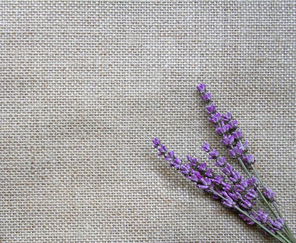 Lavender flowers on sackcloth background — Stock Photo, Image