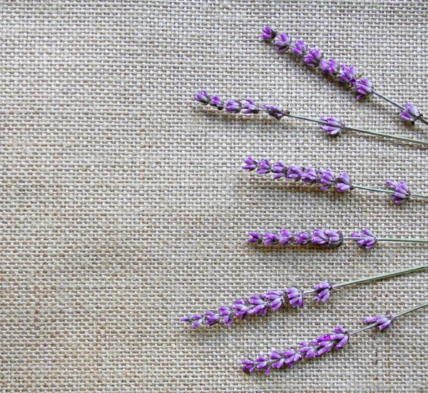 Lavendel blommor på säckväv bakgrund — Stockfoto