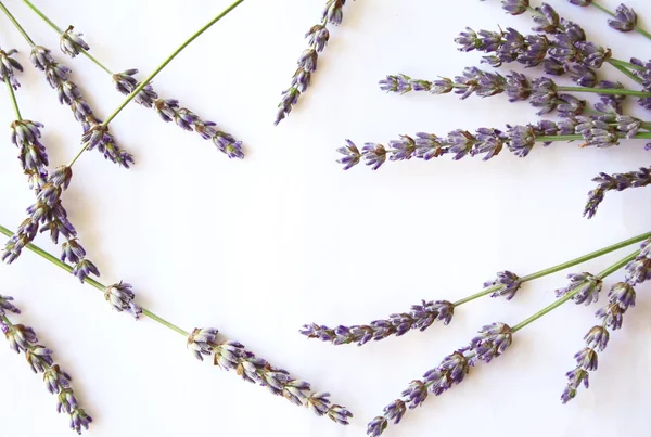 Stelletje lavendelbloemen geïsoleerd op witte achtergrond — Stockfoto