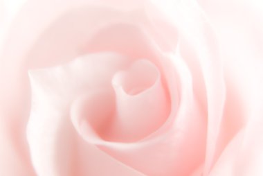 Pink rose clipart