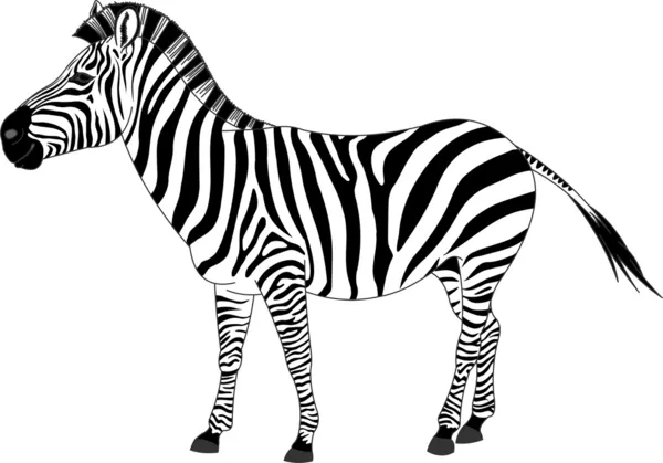 Illustration av zebra — Stock vektor