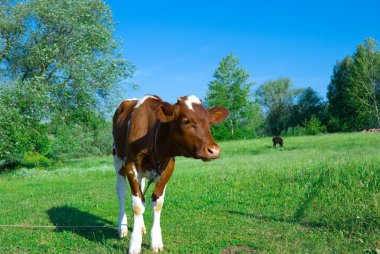 Elitnye cows give much meat and milk. clipart