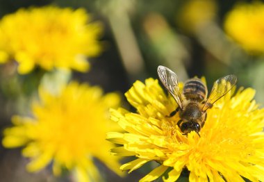 The Bee collects the honey, with flowering dandelion, at beautiful may day. clipart