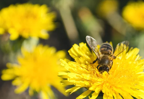 stock image The Bee collects the honey, with flowering dandelion, at beautiful may day.