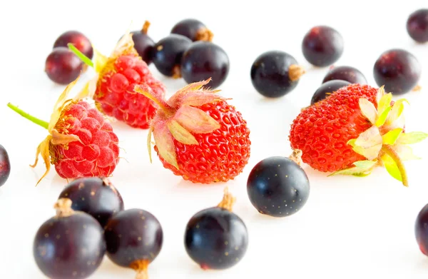 Disposit of the different berries. — Stock Photo, Image