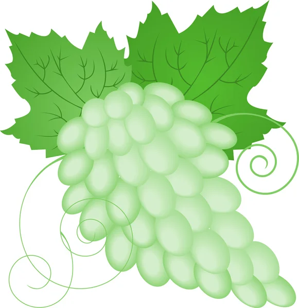 緑のブドウ — ストックベクタ