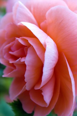 Beautiful big pink begonia