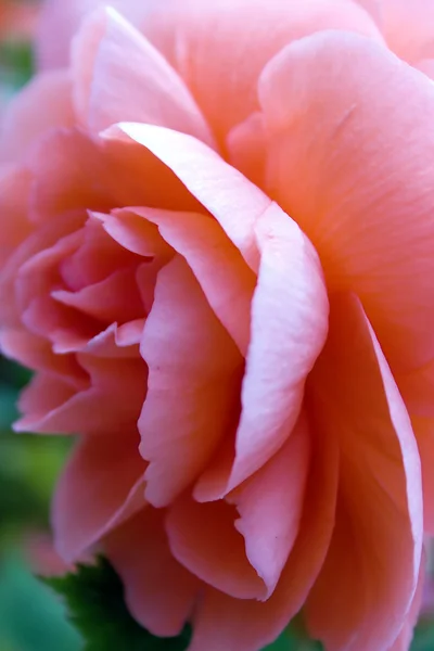 Beautiful big pink begonia — Stock Photo, Image