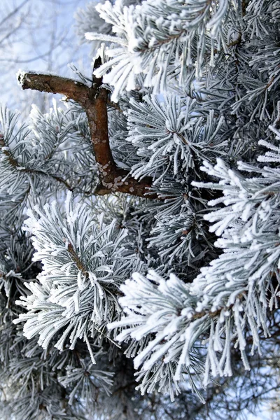 Pine tree branches — Stock Photo, Image