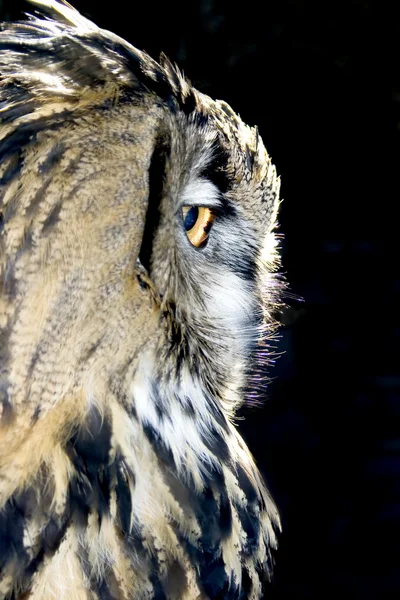 Portrait of wise owl from one side — Stok Foto