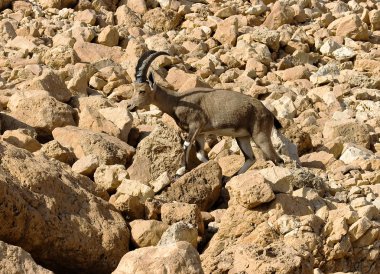 İsrail kayaların arasında dağ chamois