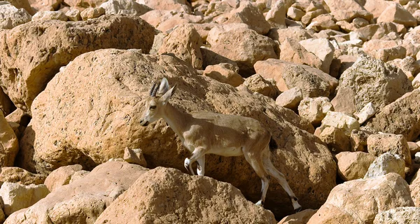 stock image Mountain chamois among rocks