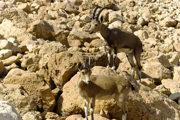 stock image Pair of mountain chamoises among rocks