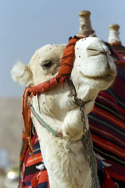 头部和颈部的骆驼装饰与多彩流苏和由一个红色枕套 — 图库照片