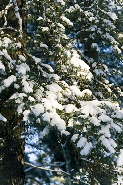Snow Bound Branches Pine Tree Sunny Day — Stock Photo, Image