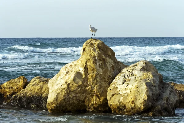 Kamenné Pobřeží Středozemního Moře Bat Jam Izrael — Stock fotografie
