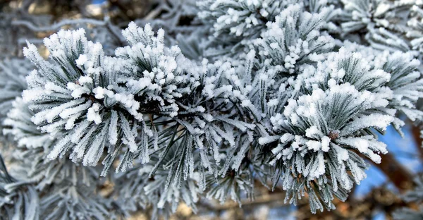 Гілки Соснового Дерева Покриті Снігомweather Forecast — стокове фото