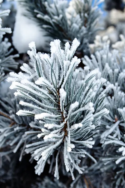 Boom Pijnboomtakken Bedekt Met Snowfrost — Stockfoto