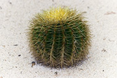 Echinocactus Grusonii