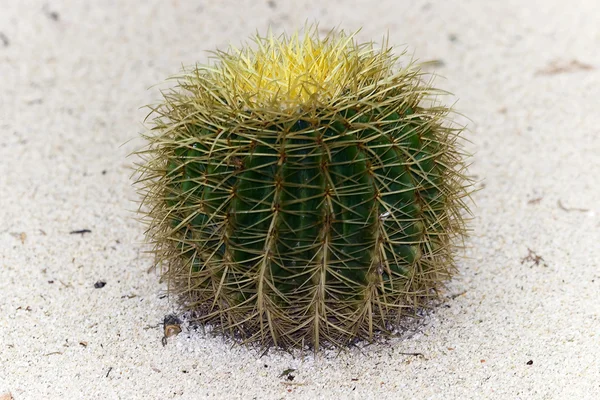 Echinocactus Grusonii — Foto Stock