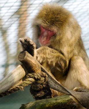 Japanese Macaque/Snow Monkey clipart