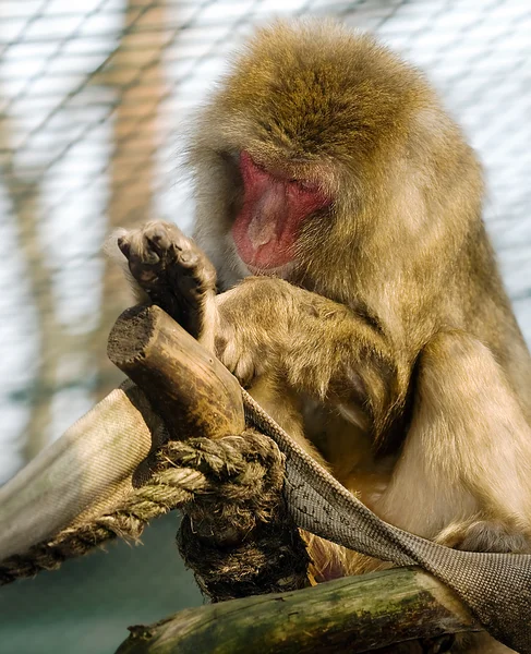 Macaco japonés / mono de nieve — Foto de Stock