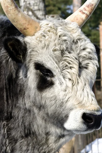 Retrato um touro com pele encaracolada — Fotografia de Stock