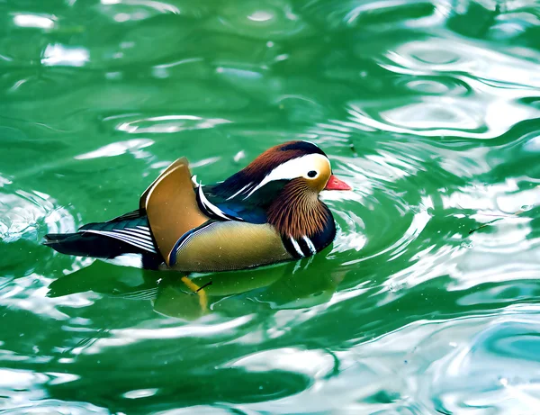Mandarin duck in turquoise water — Stock Photo, Image