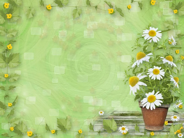 Grunge paper med vackra massa daisy för design — Stockfoto