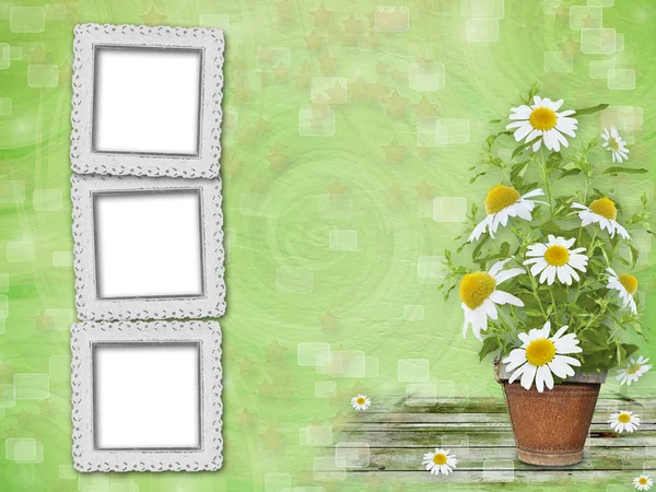 Grunge frames with beautiful bunch of daisy for design — Stock Photo, Image
