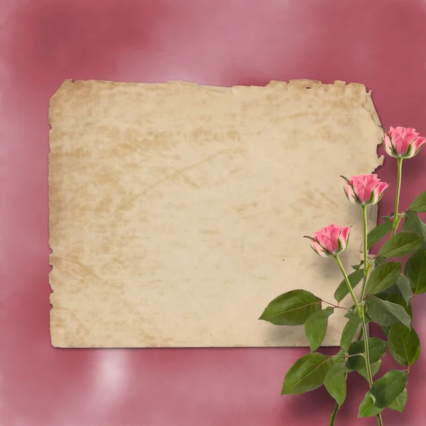 Grunge alienated paper for congratulation with painting rose — Stock Photo, Image