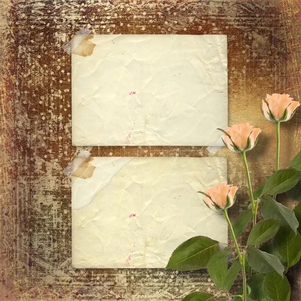 Grunge paper for congratulation with cream roses — Zdjęcie stockowe