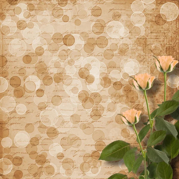Grunge paper for congratulation with cream roses — Stock Photo, Image