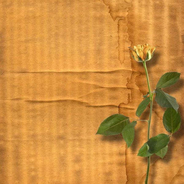 Grunge χαρτί για συγχαρητήρια με πανέμορφες τριανταφυλλιές — Φωτογραφία Αρχείου