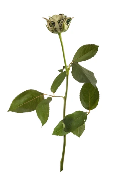 stock image Growing roses on the white background. Conceptual image.