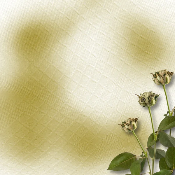 Crescendo rosas no fundo abstrato. Imagem conceitual . — Fotografia de Stock