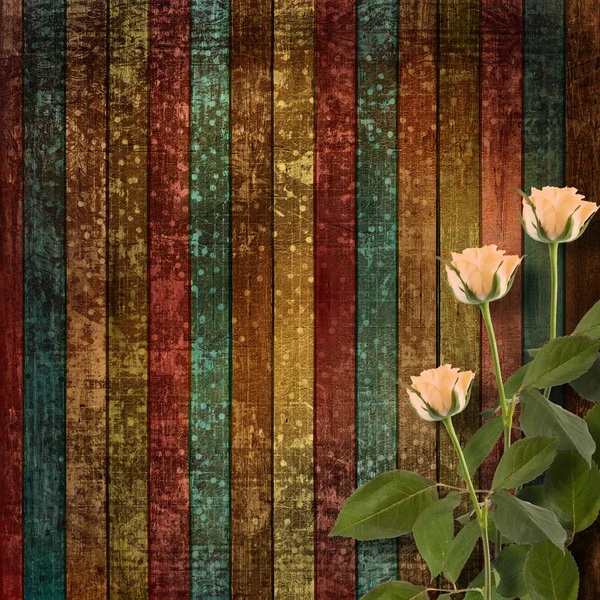Weathered wooden planks with cream beautiful roses — Stock Photo, Image