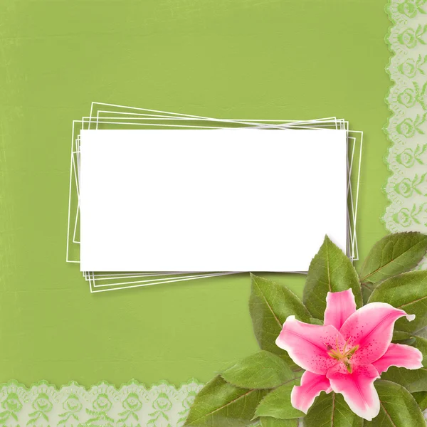 Krásné růžové lily květina na pozadí abstraktní s krajkou — Stock fotografie