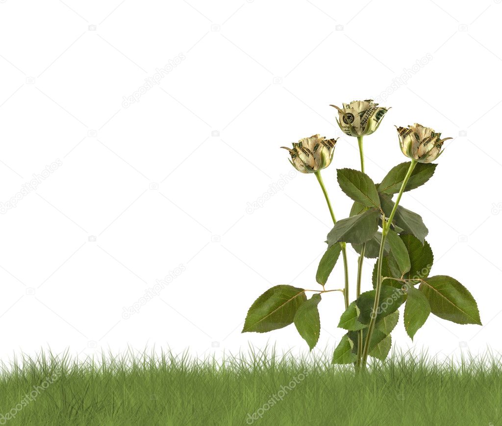 Growing roses on the white background. Conceptual image.