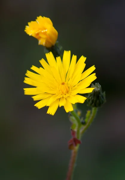 Sarı kır çiçeği — Stok fotoğraf