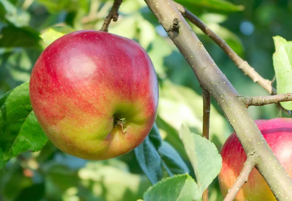 stock image Apple