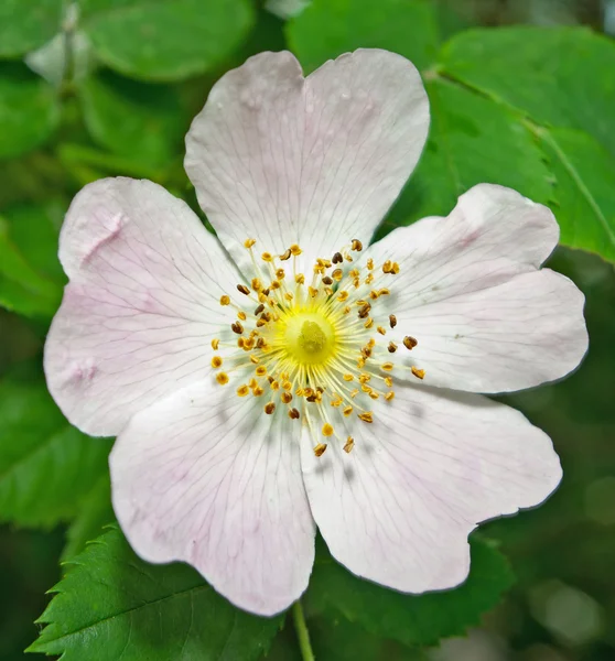 stock image Wild flower