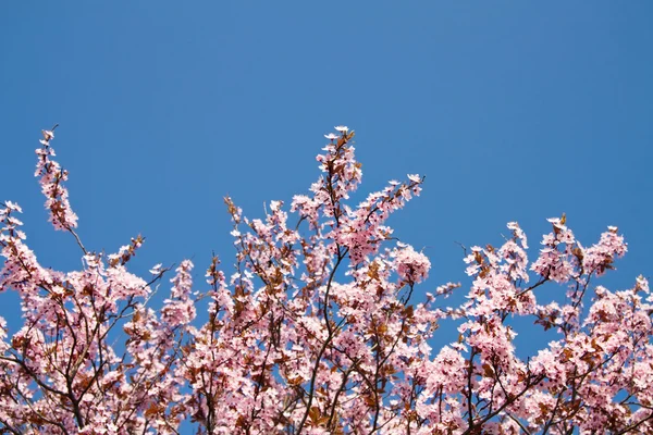 İlkbaharda kiraz çiçeği — Stok fotoğraf