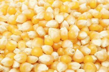 Popcorn Kernels clipart