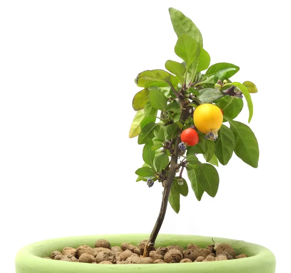 Decorative Pepper in Pot — Stock Photo, Image