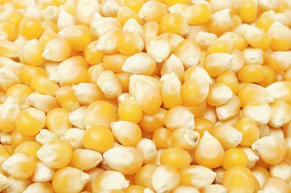 Popcorn kärnorna — Stockfoto